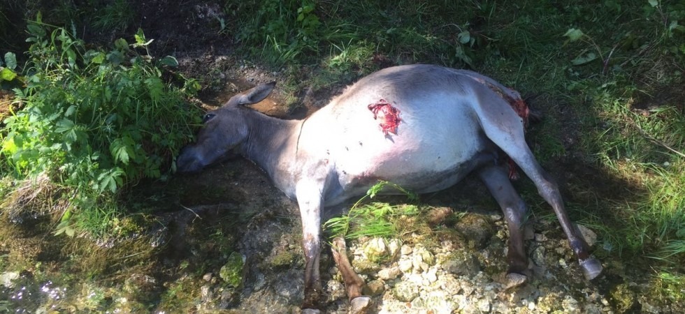 Uno degli asini trovato morto questa mattina